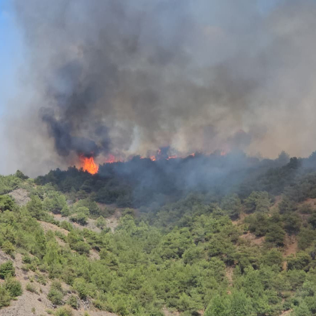 Tokat'ta orman yangını