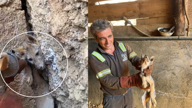 Kaya çatlağına sıkışan tilkiyi işçiler kurtardı