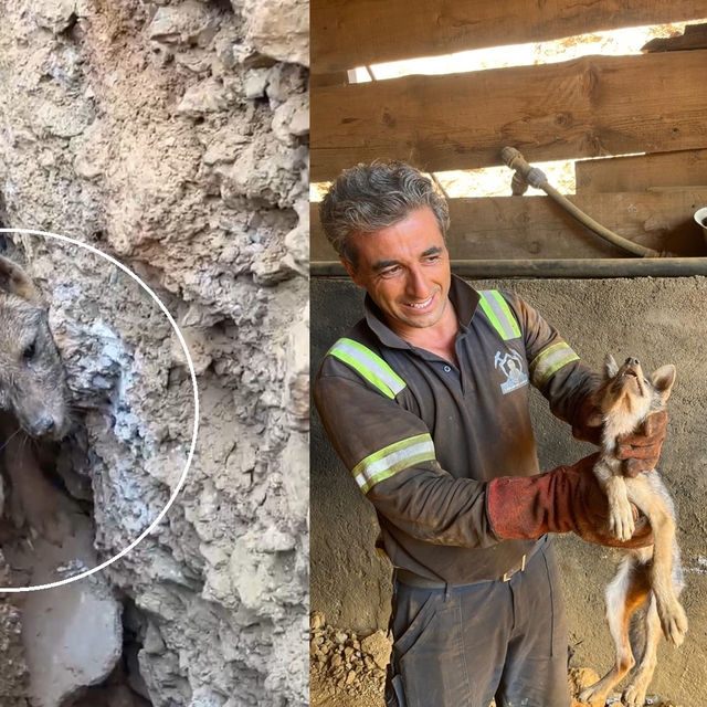 Kaya çatlağına sıkışan tilkiyi işçiler kurtardı