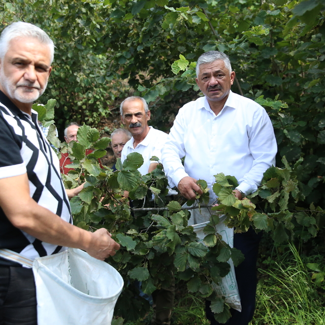 TZOB Yönetim Kurulu Üyesi Soydan, fındık üreticileriyle hasat yaptı