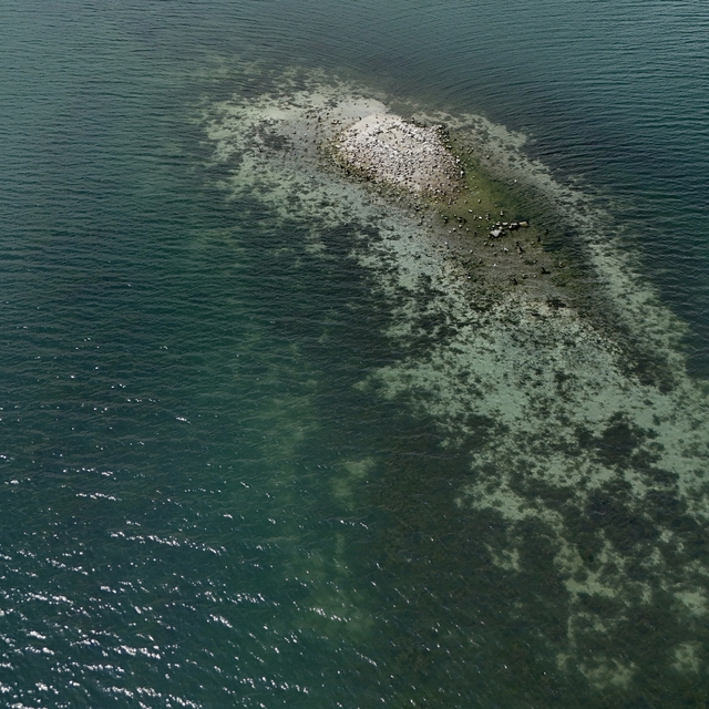 Su miktarı "kritik" seviyenin altına düşen Sapanca Gölü'ndeki kalıntılar or...