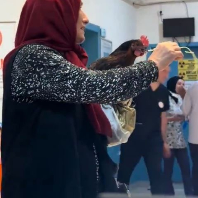 Boğazına iğne kaçan tavuğu için hastanede röntgen talebinde bulundu