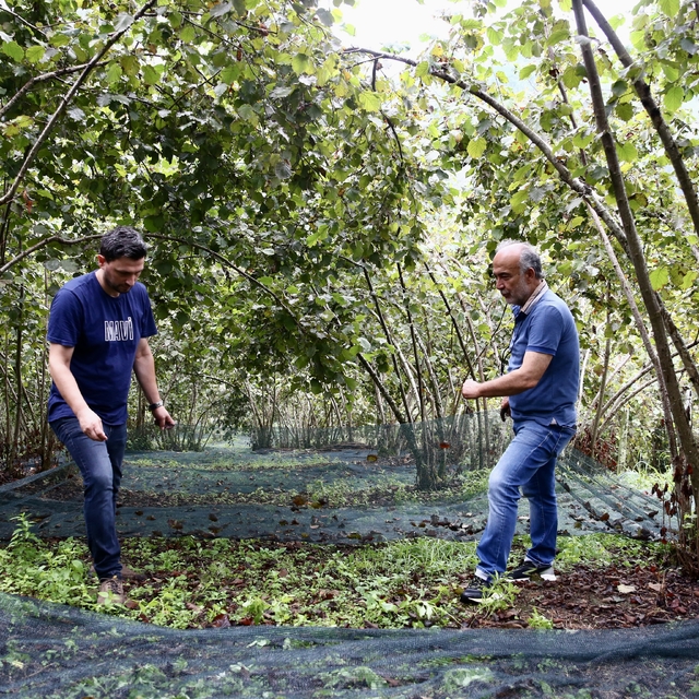 Giresun'da 11 üreticiye fındık hasadı için file örtü desteği sağlandı