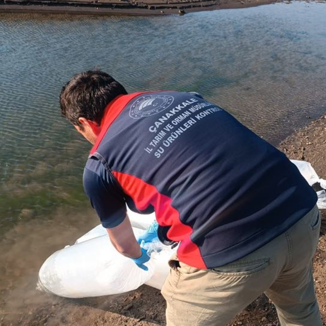 Çanakkale'de baraj ve göletlere aynalı sazan bırakıldı