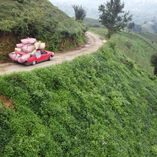 Çay naklinde otomobil 'kamyonet' oldu