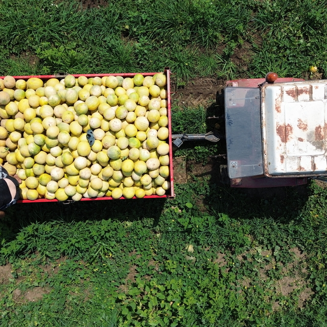 Bafra Ovası'nda yetiştirilen Süheyla kavununda hasat sürüyor