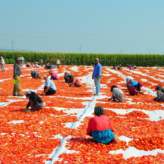 Manisa'da kurutulan domatesler, 34 ülkeye ihraç ediliyor