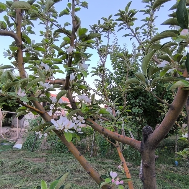 Ağustos ayında elma ağacı çiçek açtı