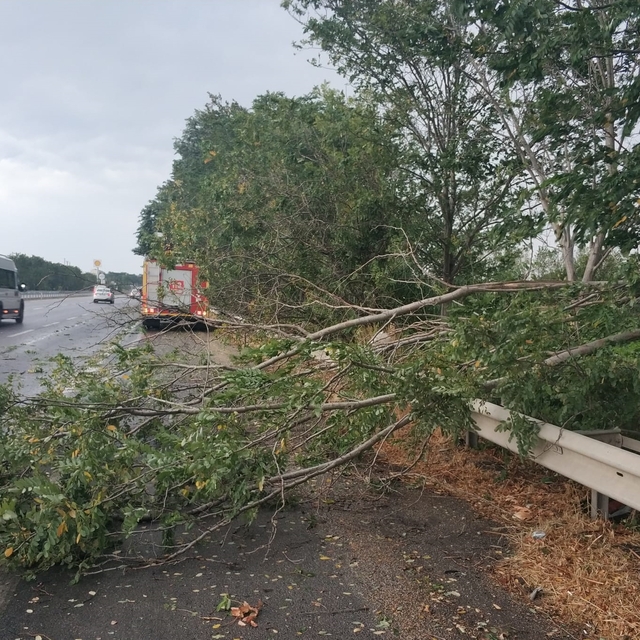 Balıkesir'de fırtına nedeniyle bazı ağaçlar devrildi