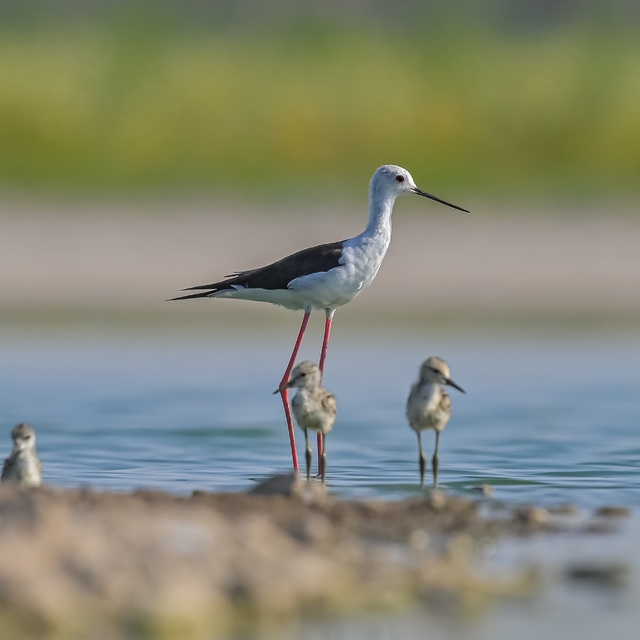 Prof. Dr. Kılıç: Çekilen görüntüler, Kabaklı Göleti'nin 'kuş üreme alanı' o...