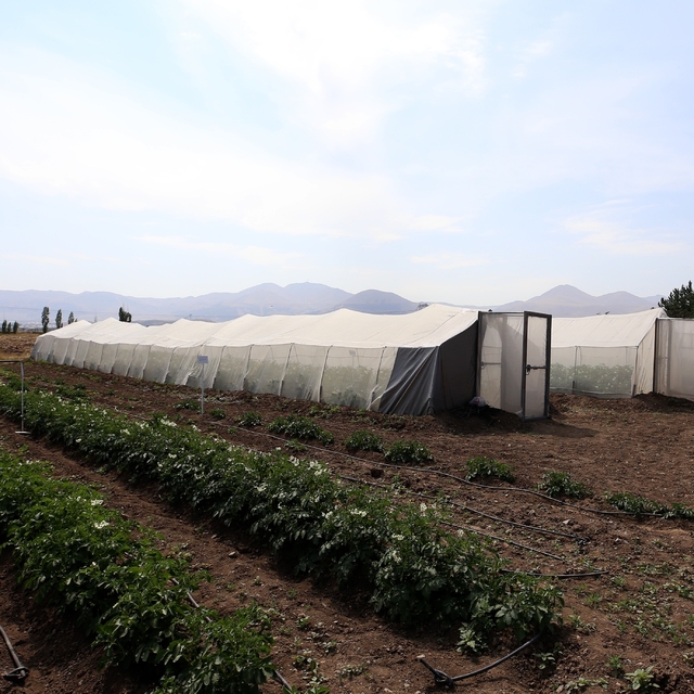 Erzurum'da 25 yıllık çalışmayla "Karsu" ve "Cansu" isimli yerli patates çeş...