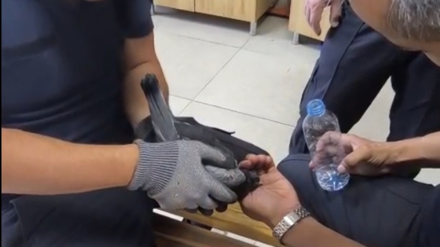 Klima boşluğunda mahsur kalan güvercini itfaiye kurtardı