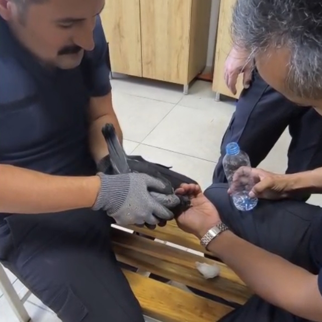 Klima boşluğunda mahsur kalan güvercini itfaiye kurtardı