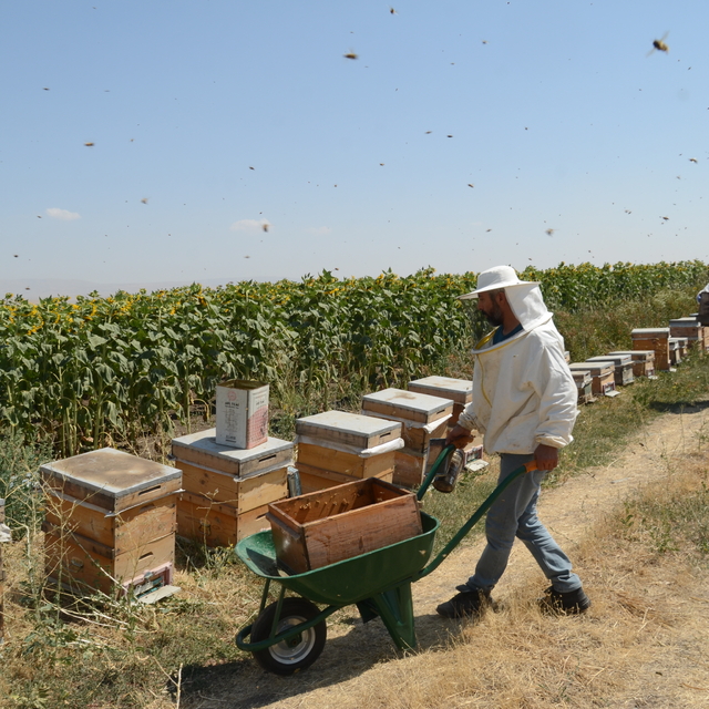 Muş Alparslan Üniversitesi'nde bal hasadı başladı