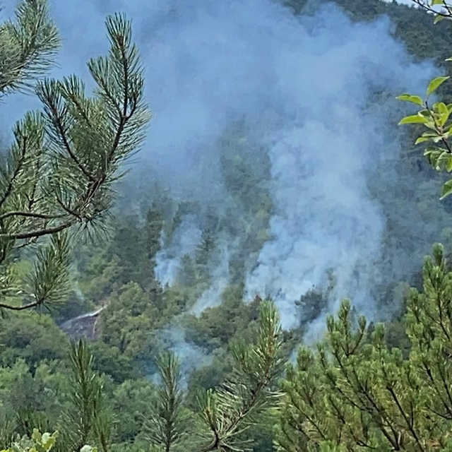 Bolu'da orman yangını 1,5 saatte kontrol altına alındı