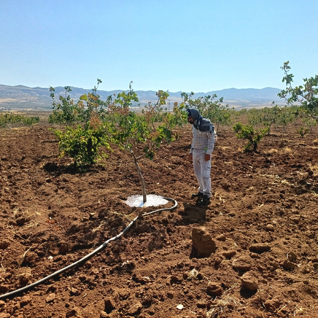 Batman'da fıstık üreticileri hasat öncesi sulama mesaisinde