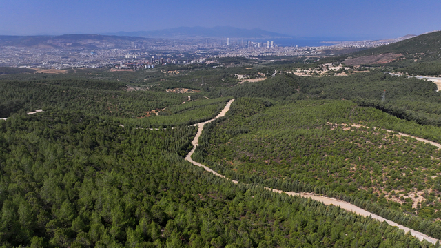 İzmir'de 16 yıl önce yanan alan çalışmalarla yeniden ormanlaştırıldı