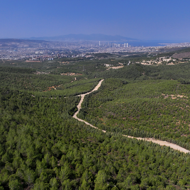 İzmir'de 16 yıl önce yanan alan çalışmalarla yeniden ormanlaştırıldı