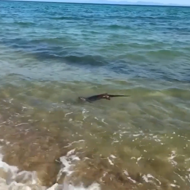 Saros'ta su samuru görüntülendi