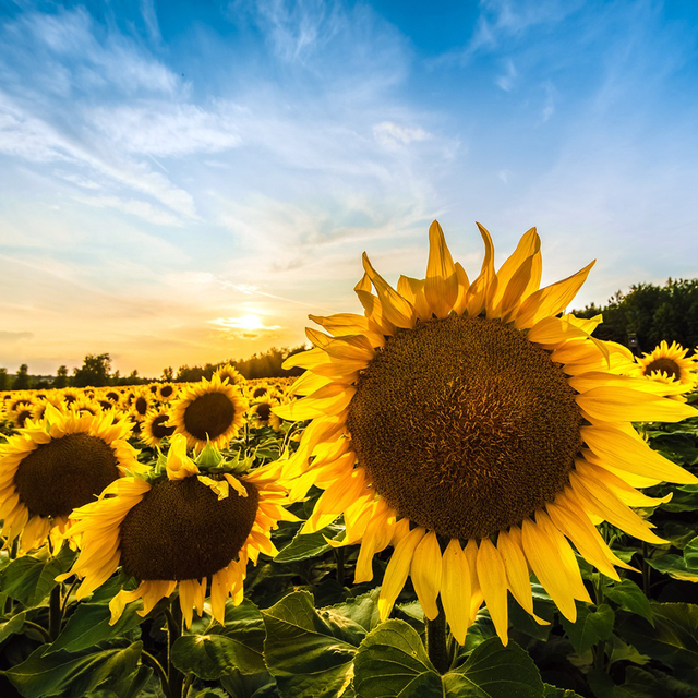 Ayçiçeğinde avans alım fiyatı, ton başına 28 bin lira olarak açıklandı
