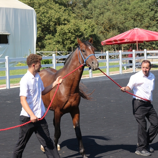 TİGEM'in en yüksek bedelli tayı 'e-satış' ile alıcı buldu