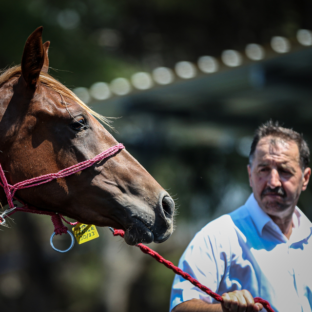 TİGEM, 51 tayın satışından 27 milyon 750 bin lira gelir elde etti