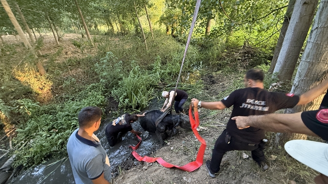 Düzce'de bataklığa saplanan inek kurtarıldı