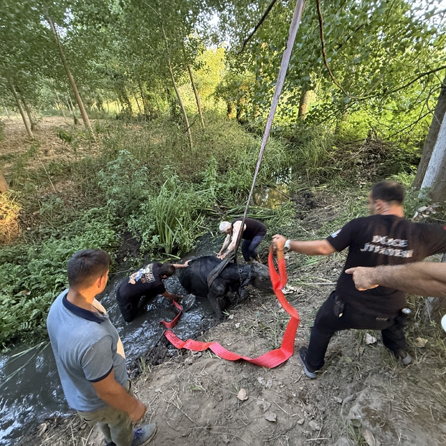 Düzce'de bataklığa saplanan inek kurtarıldı