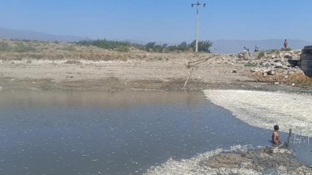 Hatay'da balık ölümleri yaşandı