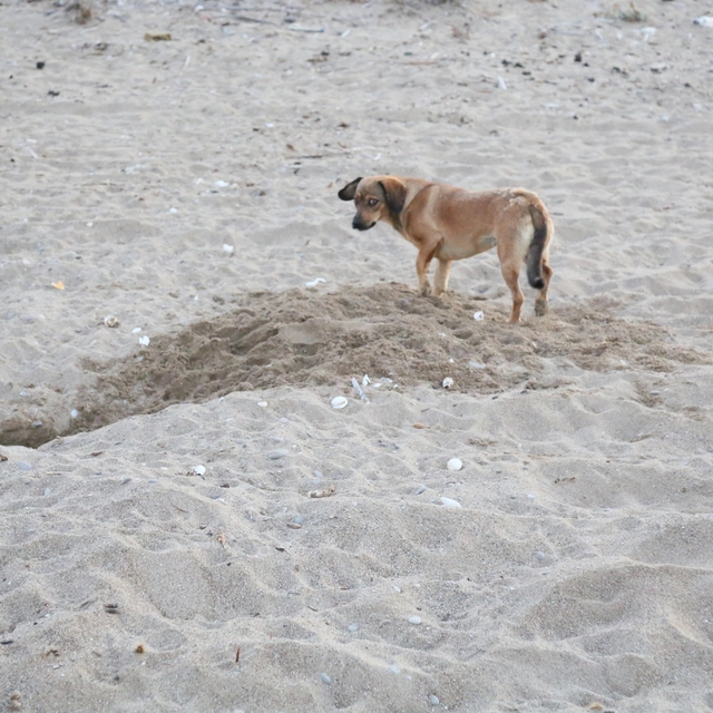 'Caretta yuvaları, para karşılığı turistlere açılıyor'