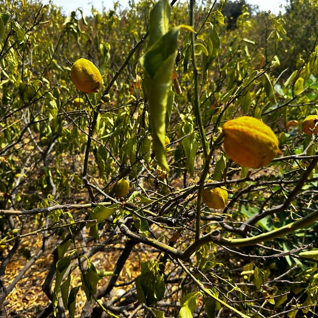 Mersin'de 1000 dönümlük limon bahçesi, susuzluktan kurudu