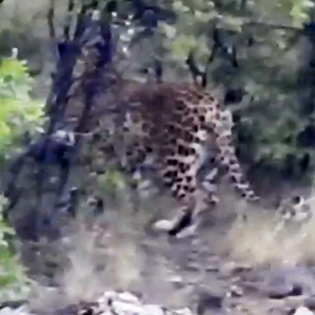 Antalya'da Anadolu parsı görüntülendi