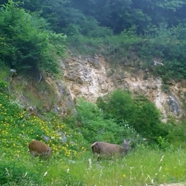 Dişi kızılgeyikler fotokapanla görüntülendi