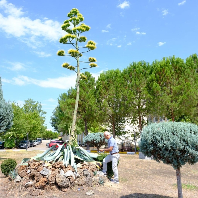 Balıkesir'de üniversite yerleşkesindeki Agave bitkisi 20 yıl sonra çiçeklen...
