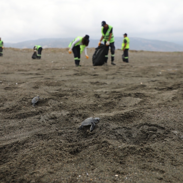 Hatay'da deniz kaplumbağası yavrularının yuvalarından çıktığı sahilde temiz...