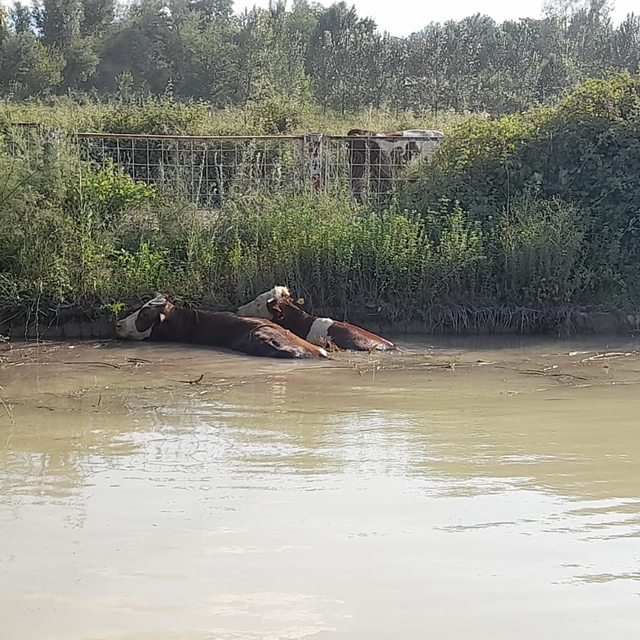 Tokat'ta gölete düşen 3 ineği itfaiye ekipleri kurtardı