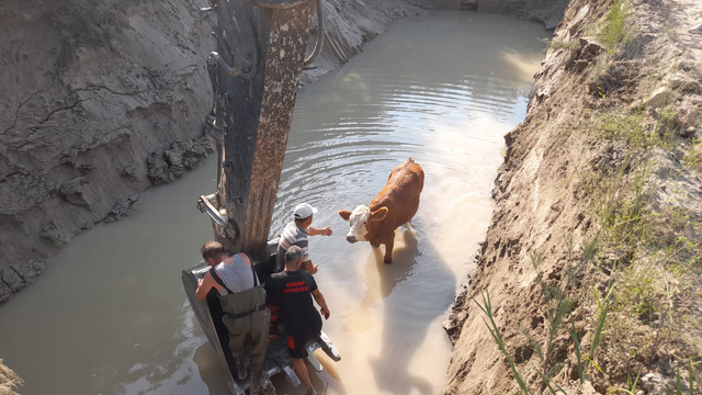 Tokat'ta otlarken gölete düşen 3 inek kurtarıldı
