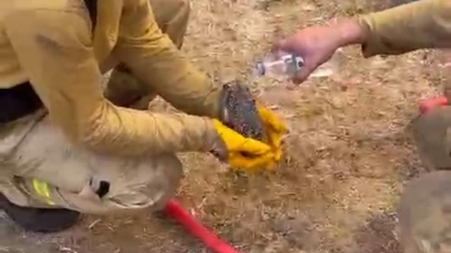 Çanakkale'de iki orman yangını (11)