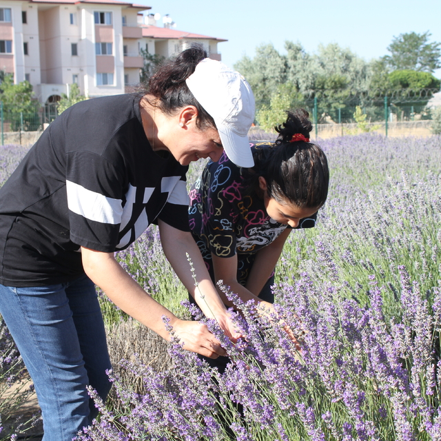 Van'da akademisyenlerin yetiştirdiği tıbbi ve aromatik bitkilerin hasadı ya...