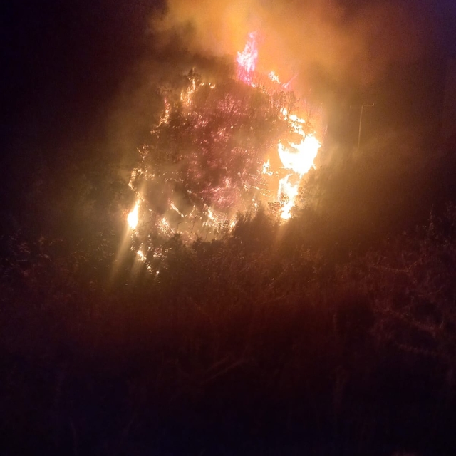 Nazilli'de orman yangını büyümeden kontrol altına alındı