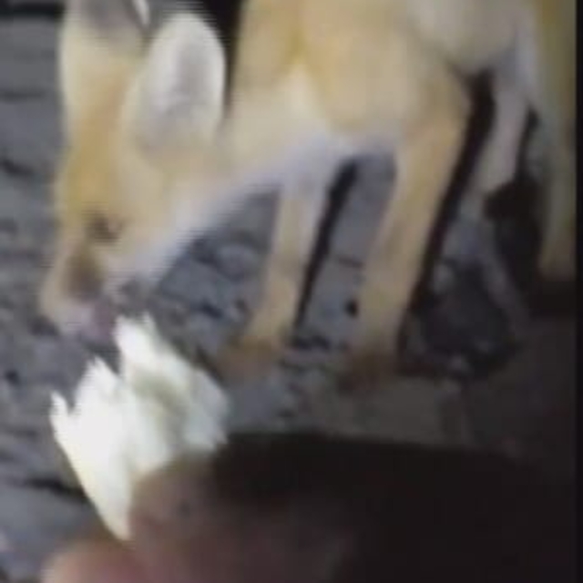 Tilkiyi eliyle besledi