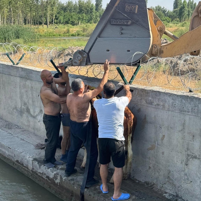 Su kanalına düşen dana, iş makinesiyle kurtarıldı