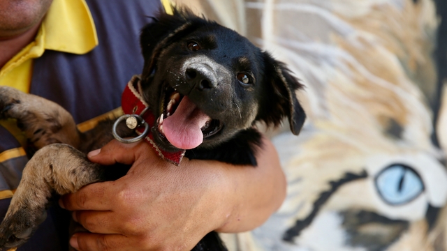 Zifte saplanmış bulunan köpek yavrusu uzman ellerde hayata tutundu
