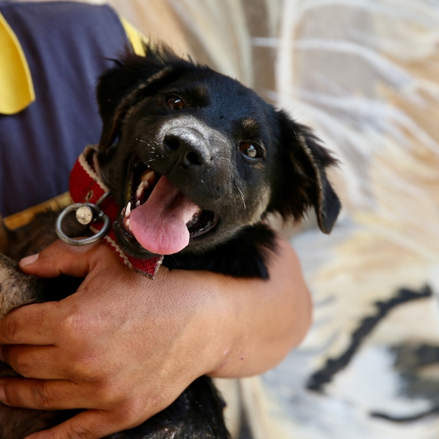 Zifte saplanmış bulunan köpek yavrusu uzman ellerde hayata tutundu