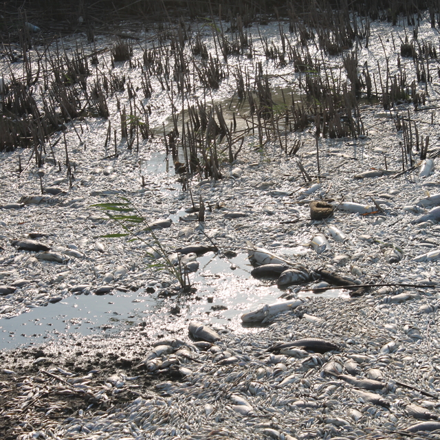 Balıkesir'in Manyas Gölü'ndeki toplu balık ölümleriyle ilgili inceleme başl...