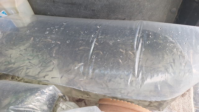 Kızılırmak Deltası'ndaki Çernek Gölü'ne 6 bin yavru sazan bırakıldı