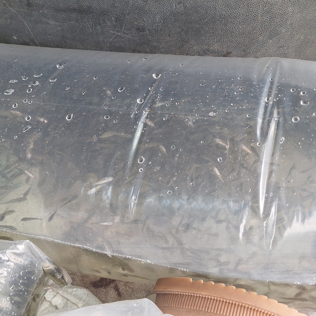 Kızılırmak Deltası'ndaki Çernek Gölü'ne 6 bin yavru sazan bırakıldı