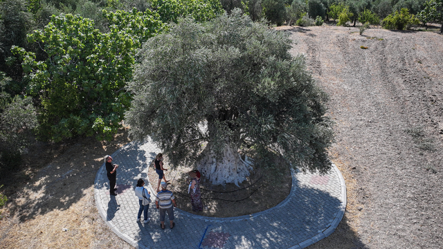 Yıllara meydan okuyan 1316 yaşındaki anıt ağaç zeytin vermeye devam ediyor
