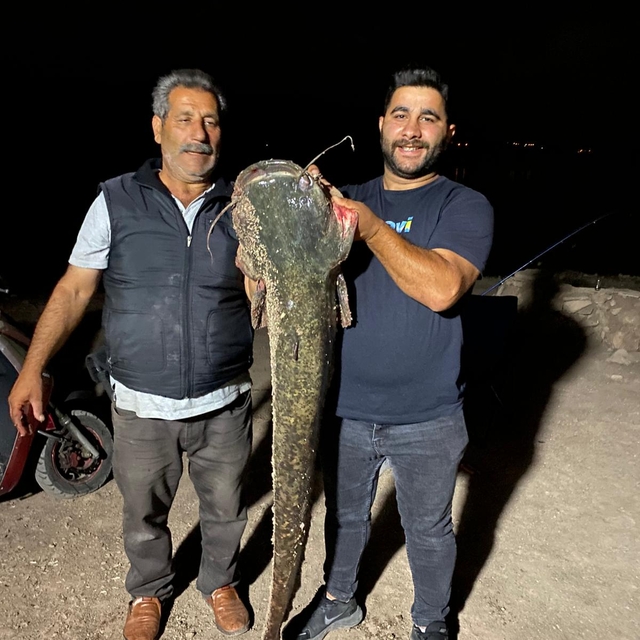 Almus'ta 153 santimetre uzunluğunda 40 kilogramlık yayın balığı avlandı