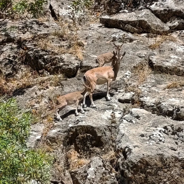 Siirt'te dağ keçileri görüntülendi
